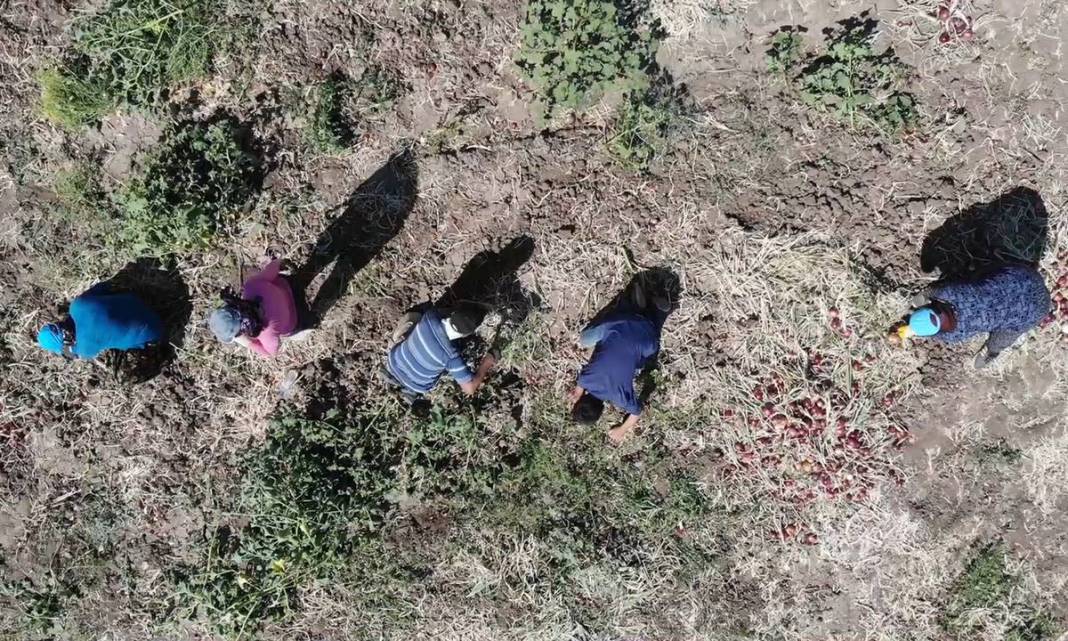 Bu köyde yaşayanlar paraya para demiyorlar! Topraktan adeta para fışkırıyor: Tescilli sebze, sadece orada yetişiyor 6